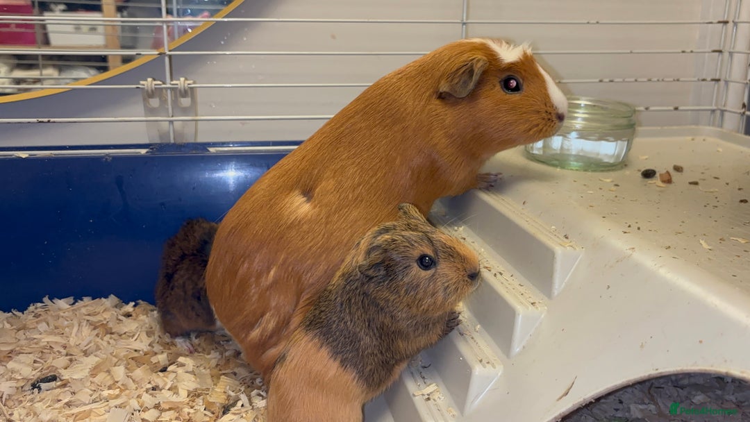 Guinea Pig rodents for sale: Two bonded female guinea pigs  - Advert 1