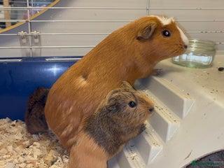 Guinea Pig rodents Two bonded female guinea pigs - Advert 1