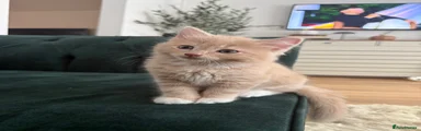 Ragdoll 1