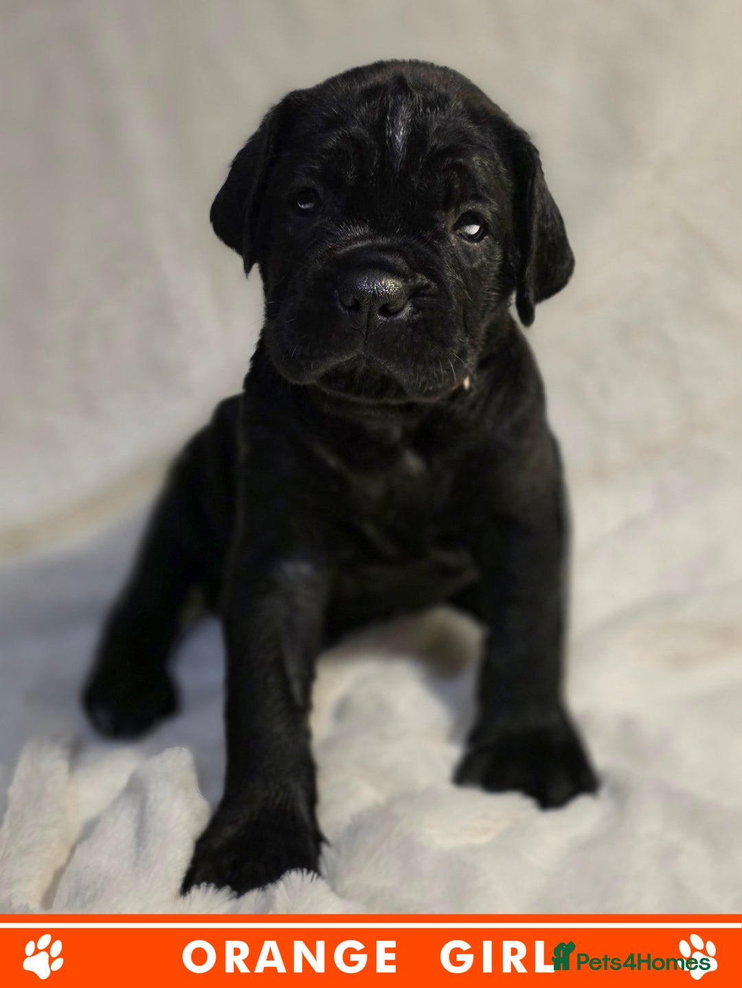 Cane Corso dogs for sale: ⭐️Cane Corso Pups⭐️Pure Championship Genes🏆 - Advert 10