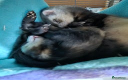Ferret rodents for sale: Male and female ferrets and cage - Image 10