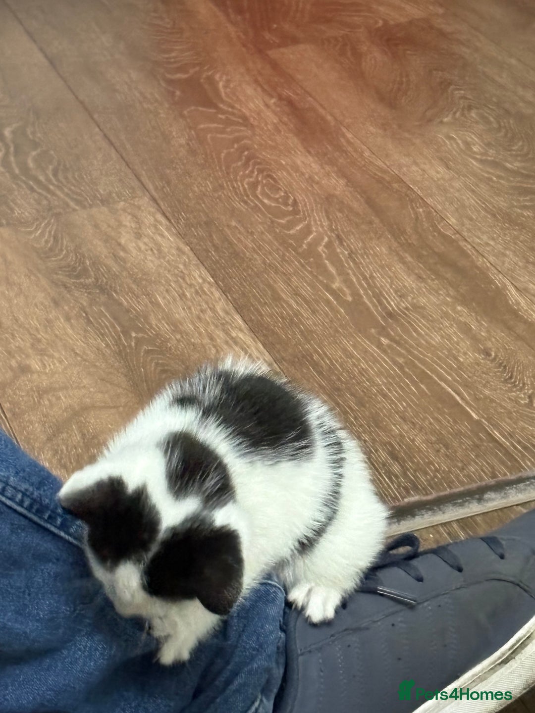 Mixed Breed cats for sale: Black and white female - Image 4