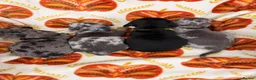 Miniature Dachshund dogs for sale: 4 adorable miniature dachshund boys available  - Advert 3