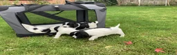 English Springer Spaniel dogs for sale: 4 gorgeous Springer Spaniel pups in Petersfield - Advert 5