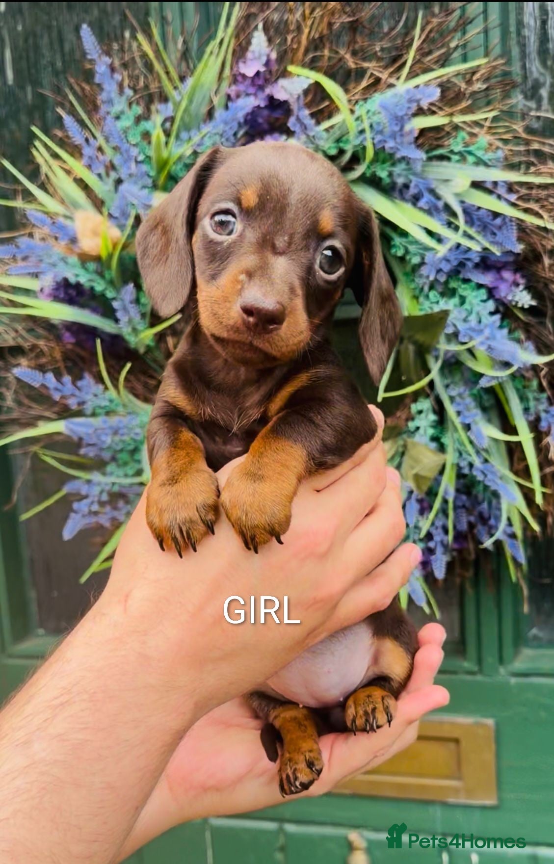 Miniature Dachshund dogs 🐾 Miniature Dachshund Puppies for Sale 🐾 - Advert 7
