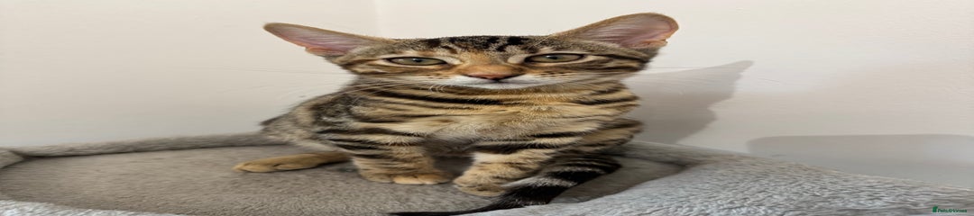 Mixed Bengal Kitten 2