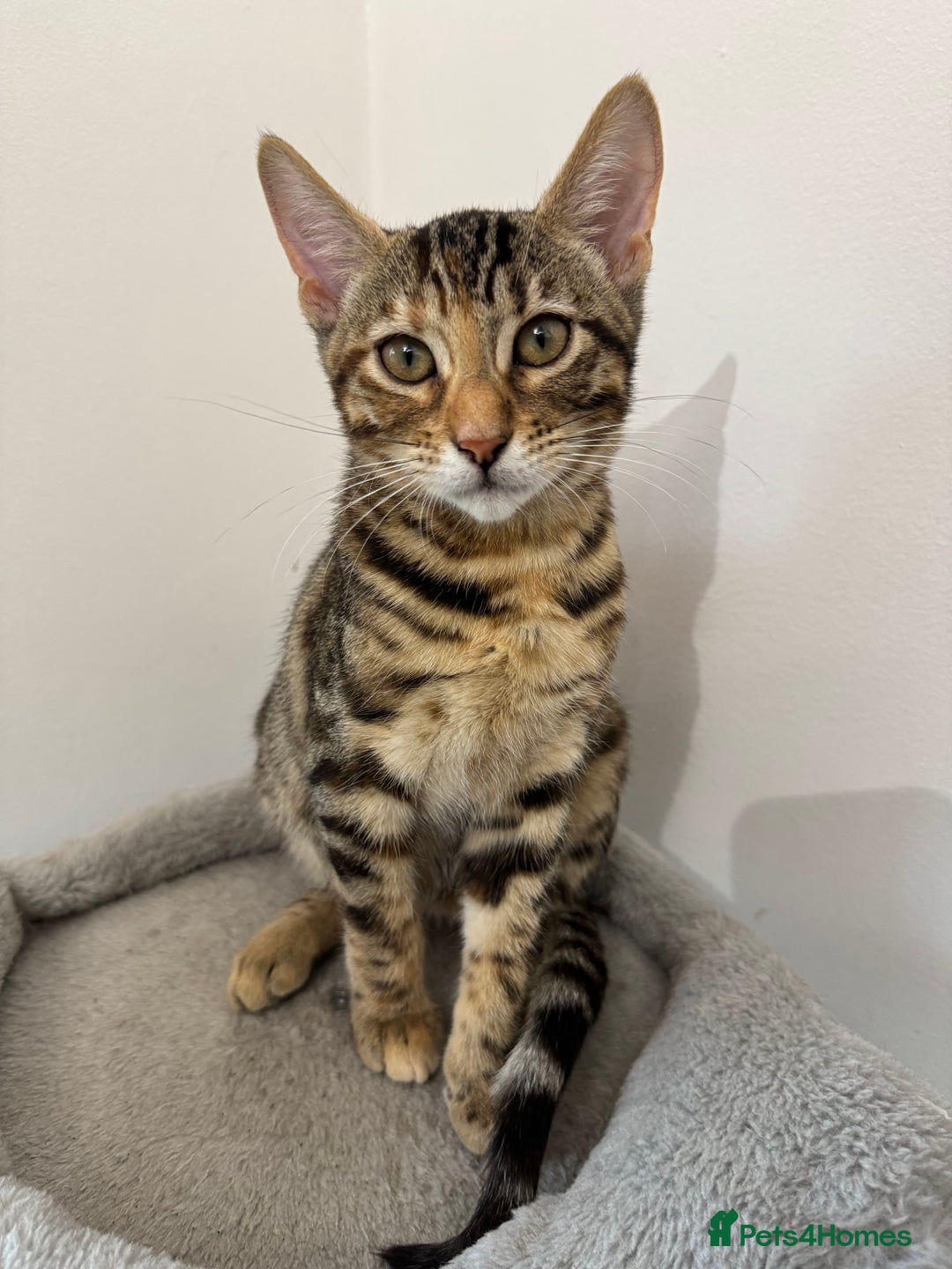 Mixed Breed cats for sale: 5 Beautiful Mixed Bengal Litter ready to go! - Image 3