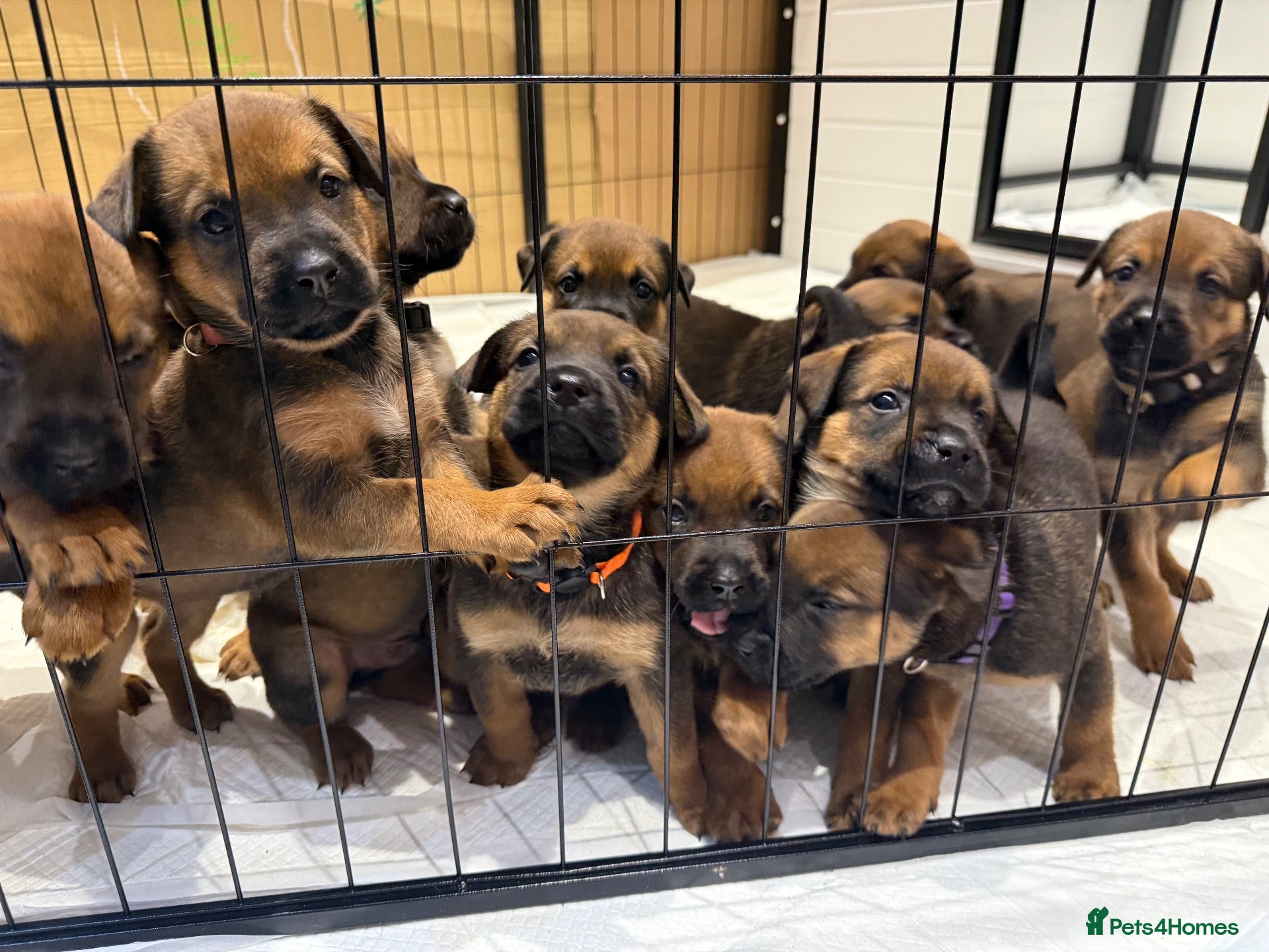 Mixed Breed dogs for sale: Malinois x Rottweiler Puppies - Advert 13