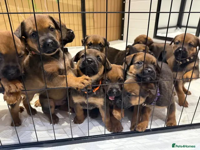 Mixed Breed dogs for sale: Malinois x Rottweiler Puppies - Advert 13