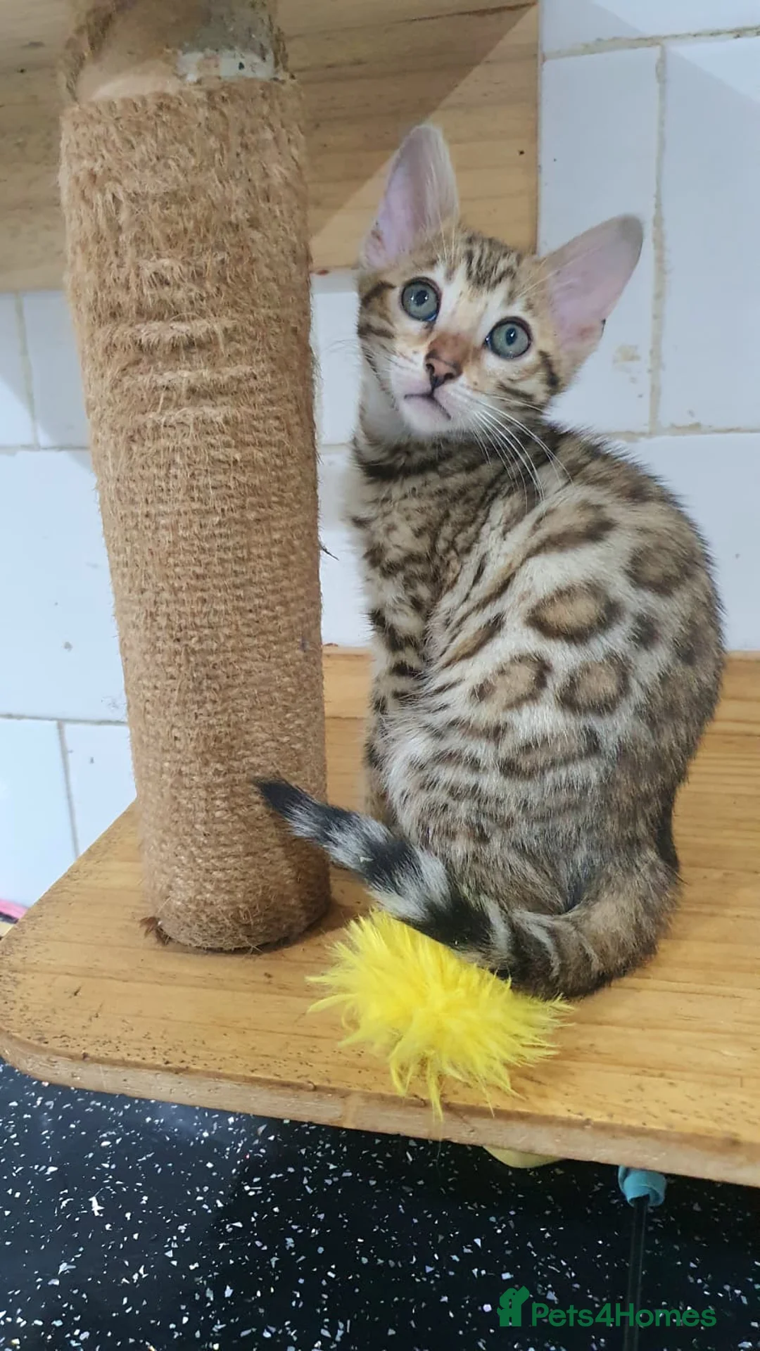 Bengal cats for sale: 🔥✨Pedigree TICA-Registered Bengals - Advert 6