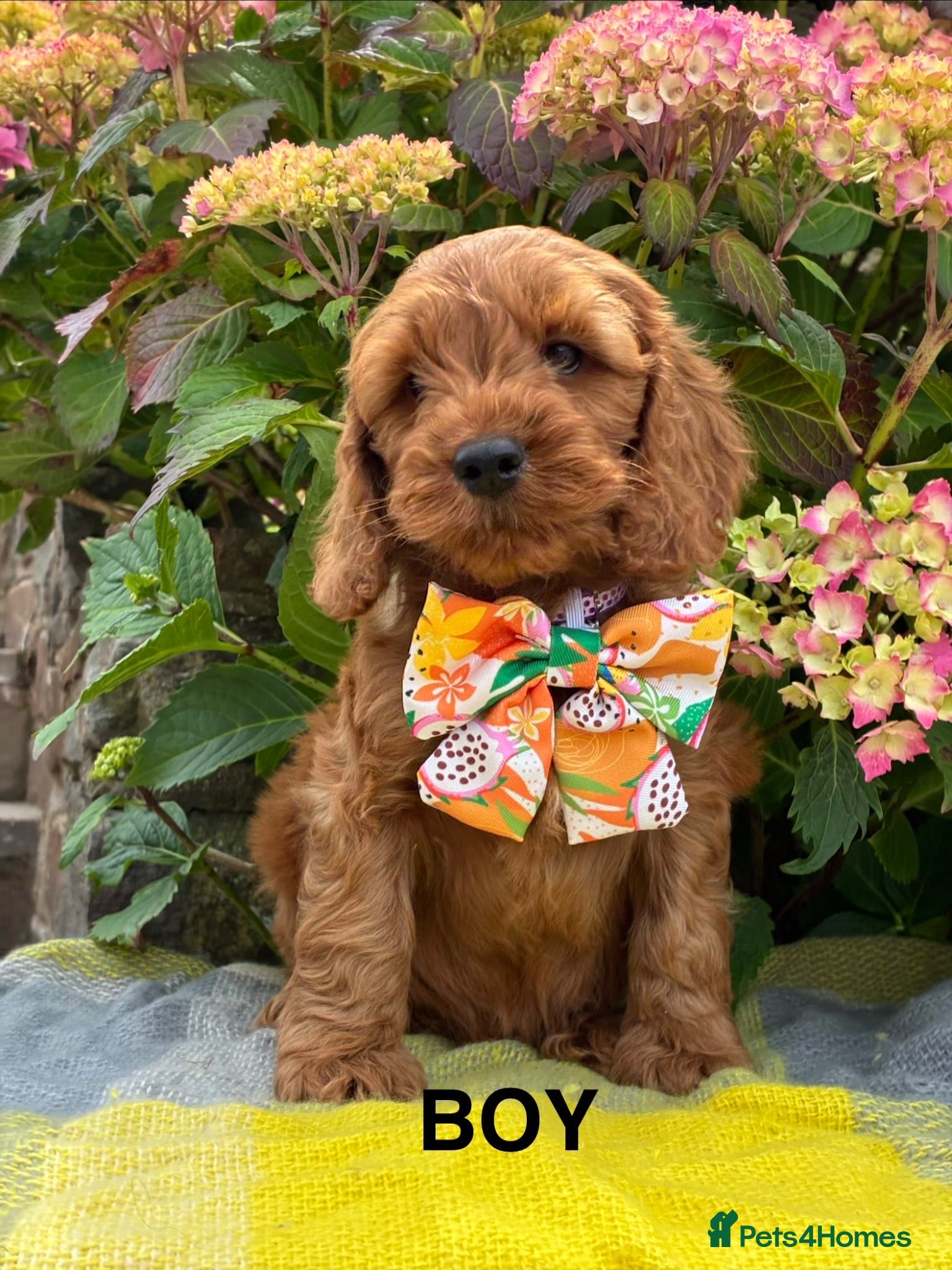 Cockapoo dogs F1 Cockapoo Puppies Available! - Advert 2