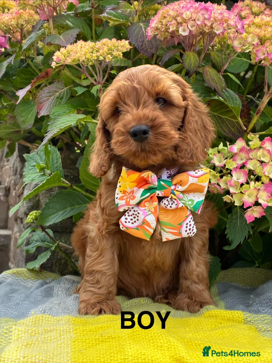 Cockapoo dogs for sale: F1 Cockapoo Puppies Available! - Advert 2