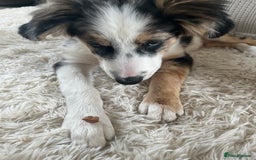 Border Collie dogs for sale: 4 month border collie male - Image 5