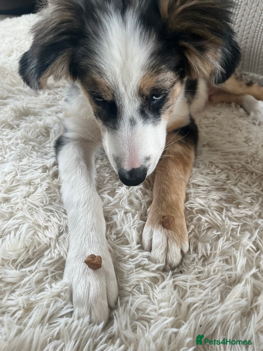 Border Collie dogs for sale: 4 month border collie male - Image 5