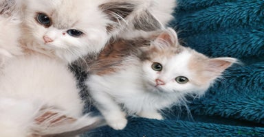 Siberian cats - Advert 8