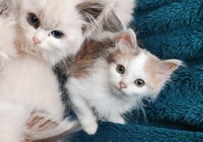 Siberian cats - Advert 3