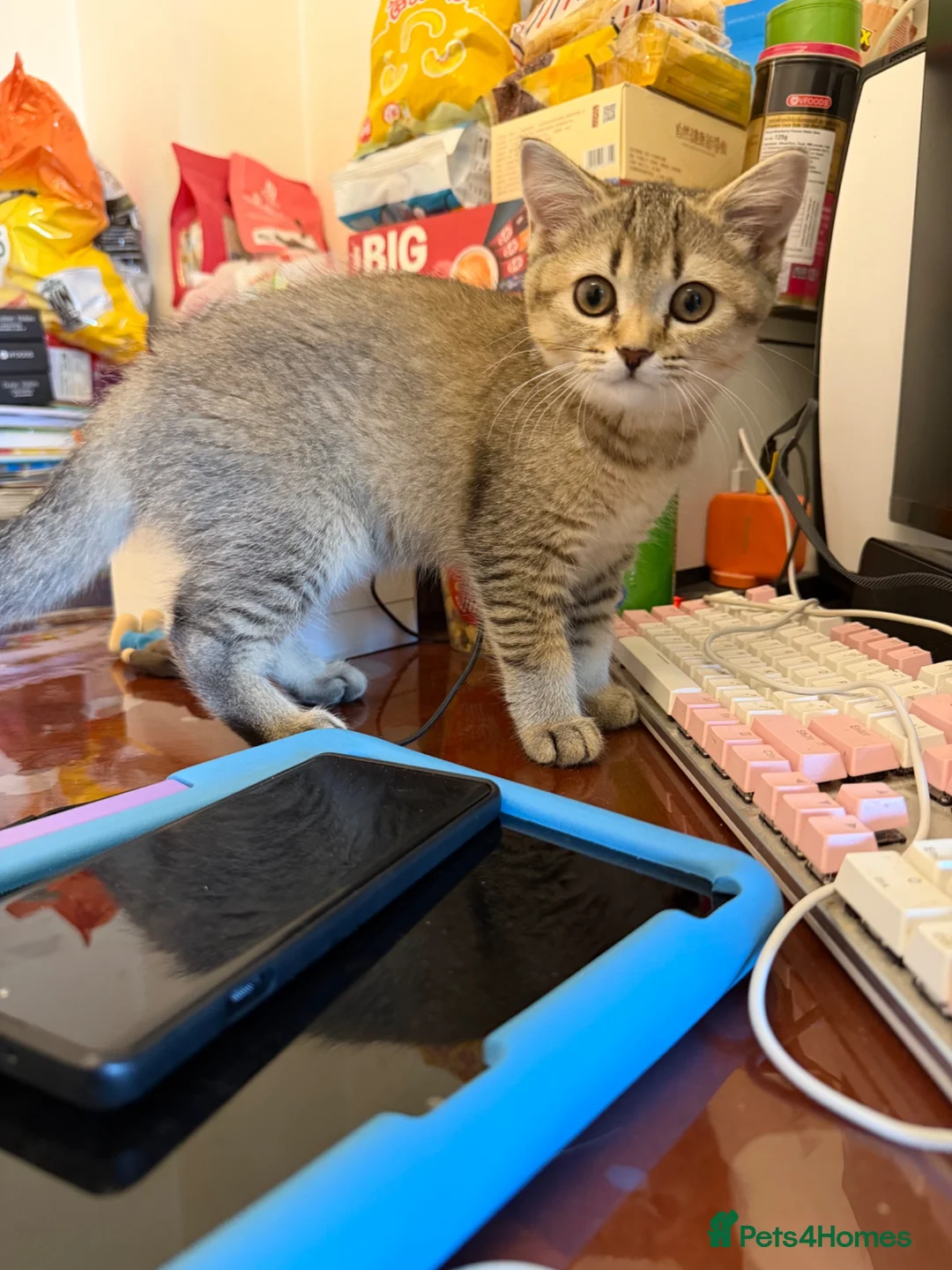 Scottish Fold cats for sale: Stunning Scottish straight girl is ready  - Advert 2