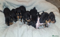 Dachshund dogs for sale: Beautiful miniature dachshund puppies for sale  - Image 2