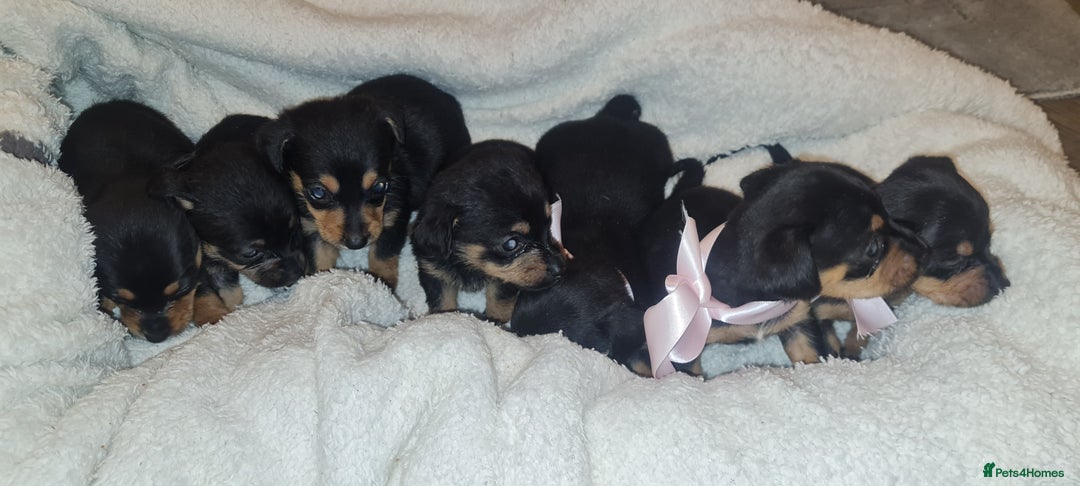 Dachshund dogs for sale: Beautiful miniature dachshund puppies for sale  - Image 2
