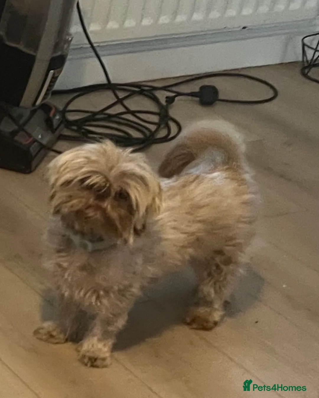 Shih Tzu dogs for sale: Imperial ShihTzu  - Advert 1