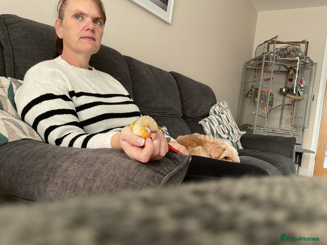 Conures birds for sale: Green cheek pineapple conure - Image 5