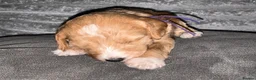 Bordoodle dogs for sale: F1b Miniature Bordoodle  - Advert 20
