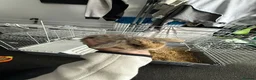 Mini Lion Lop rabbits for sale: Mini lion lops  - Advert 12