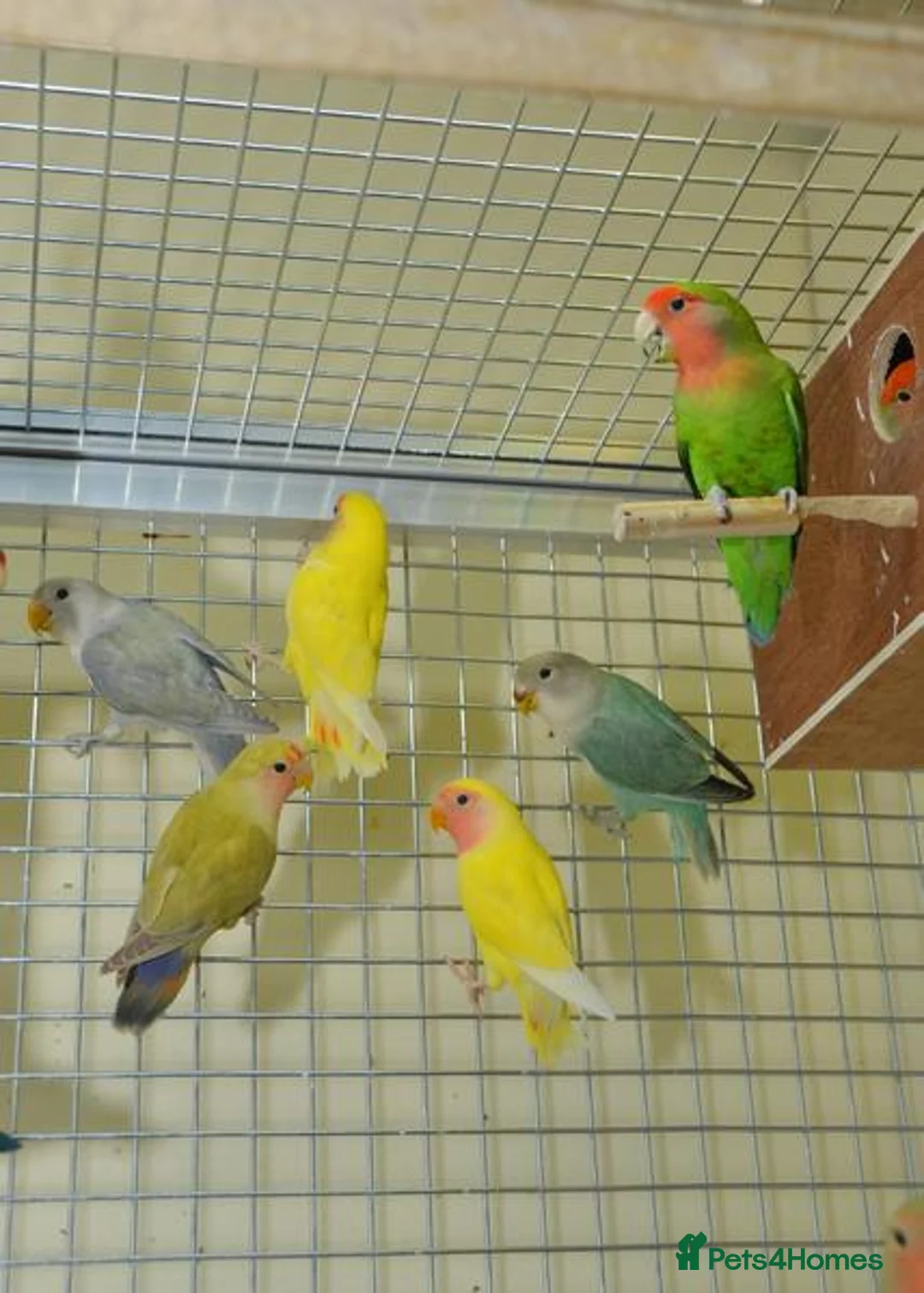 Parrots birds for sale: Stunning Colorful Parrots – Hand-Raised & Tame in Tamworth - Advert 1