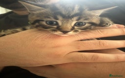 Mixed Breed cats for sale: 9 beautiful kittens  - Image 13