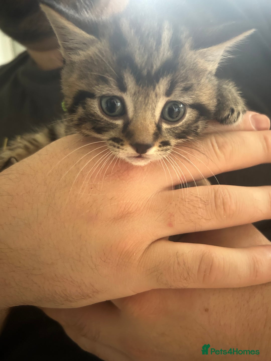 Mixed Breed cats for sale: 9 beautiful kittens  - Image 13