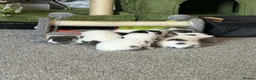 Mixed Breed cats for sale: 7 kitten for sale  in Dereham - Advert 9