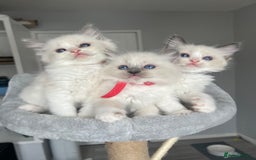 Ragdoll cats for sale: Registered Ragdoll kitttens for sale - Image 38