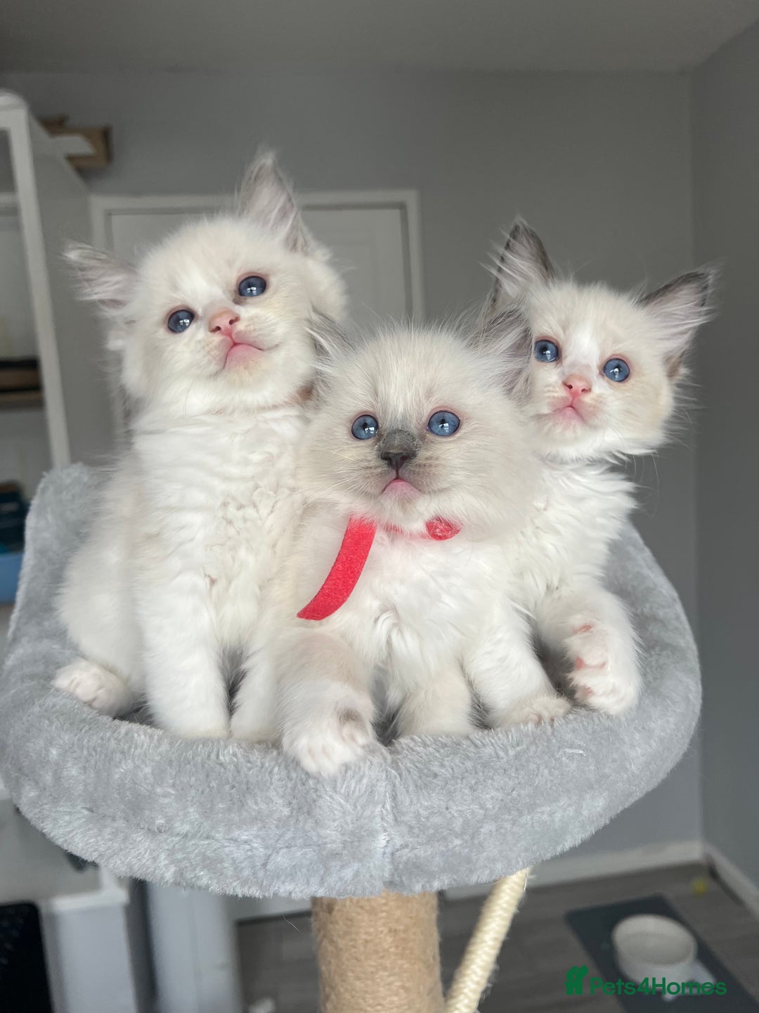 Ragdoll cats for sale: Registered Ragdoll kitttens for sale - Image 38