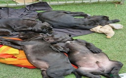 Cane Corso dogs for sale: Top quality  - Image 4