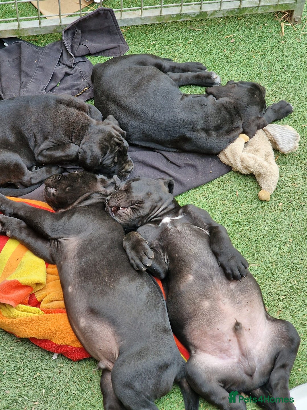 Cane Corso dogs for sale: Top quality  - Image 4