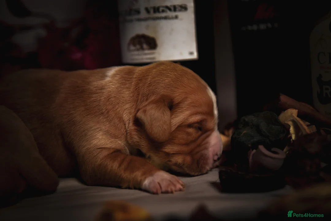 Cockerdor dogs for sale: Beautiful Deep Red Cockerdors DnA Clear - Advert 8