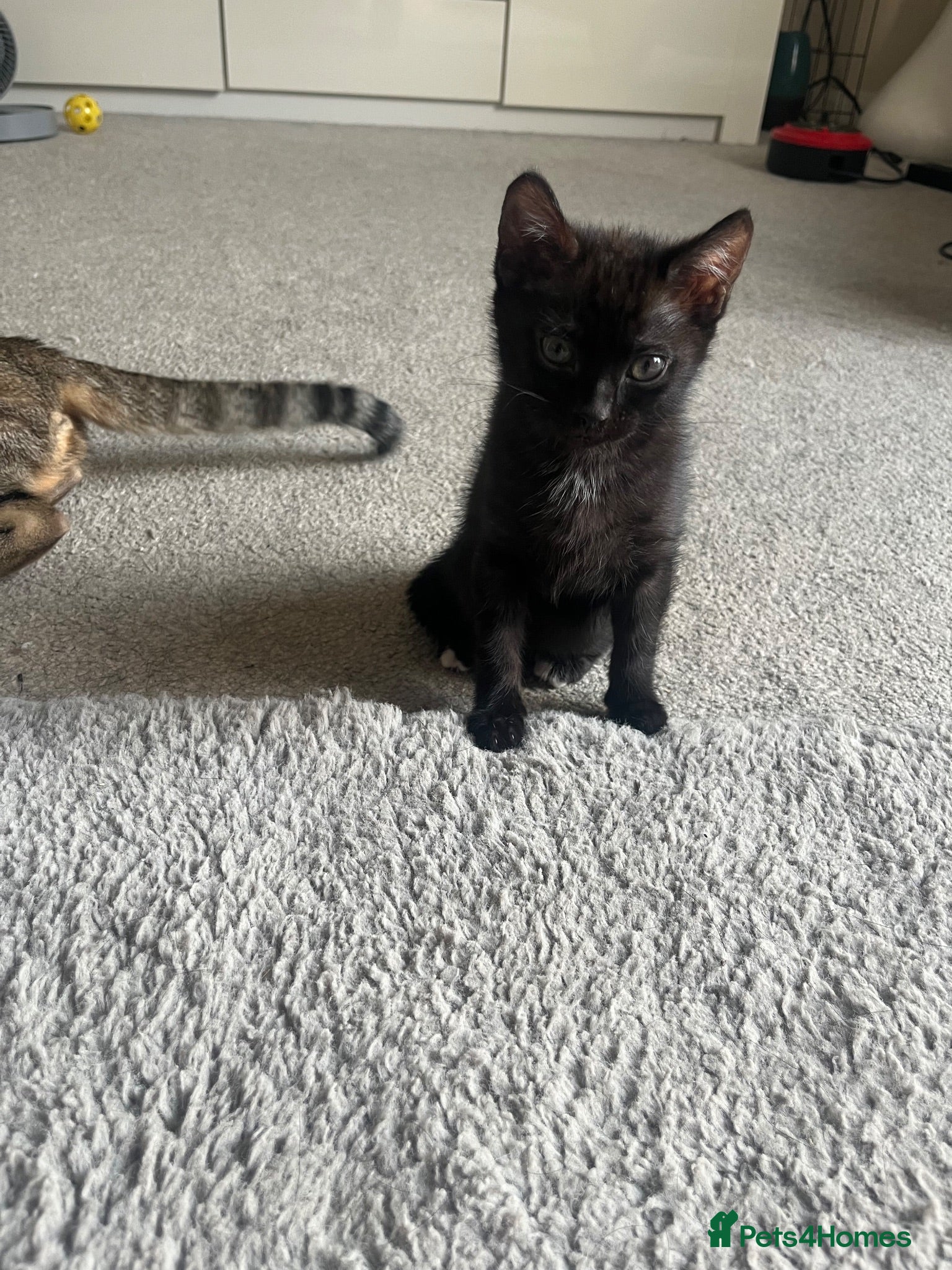 Bengal cats for sale: Beautiful kittens  - Advert 1