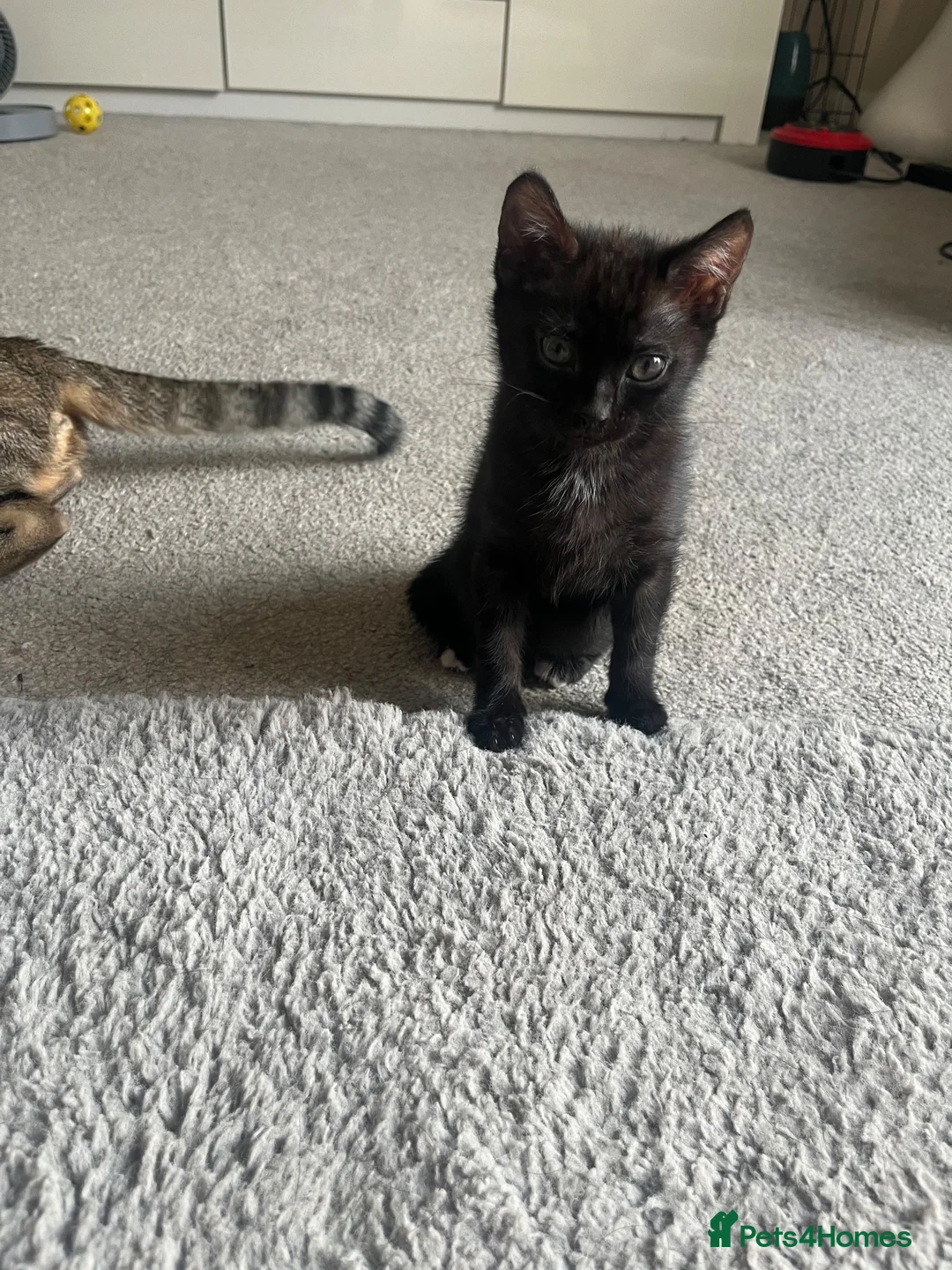 Bengal cats for sale: Beautiful kittens  - Advert 1
