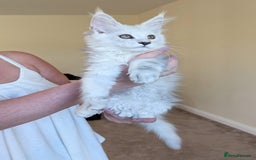 Maine Coon cats for sale: Sweet Maine Coon Kittens  - Image 9