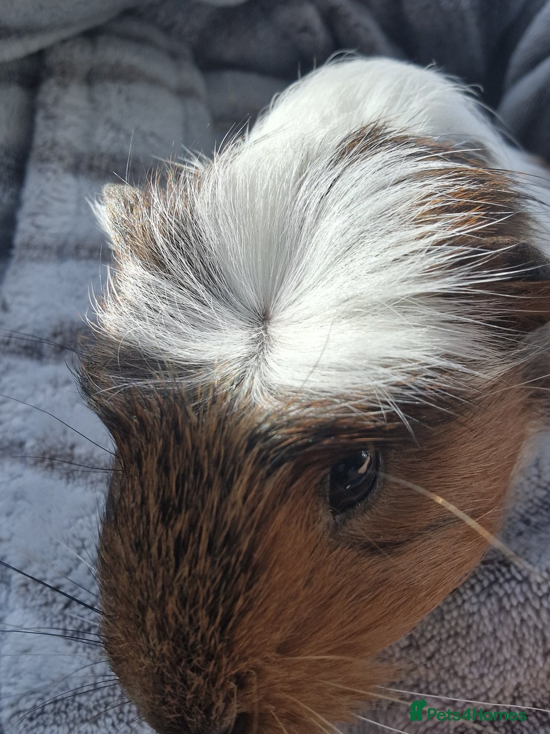 Guinea Pig rodents for sale: Handsome crested agouti shelte breed  - Image 5