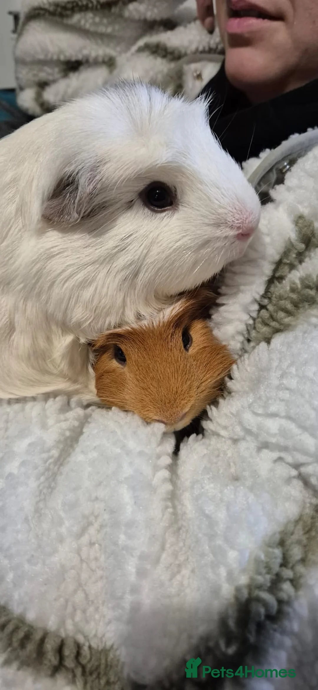 Guinea Pig rodents for sale: 2x bonded Male Guinea pigs  - Advert 13