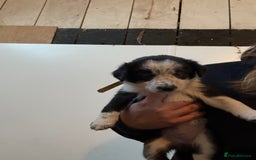 Border Collie dogs for sale: Border collie puppies  - Image 14