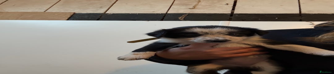 Border Collie Puppy 4