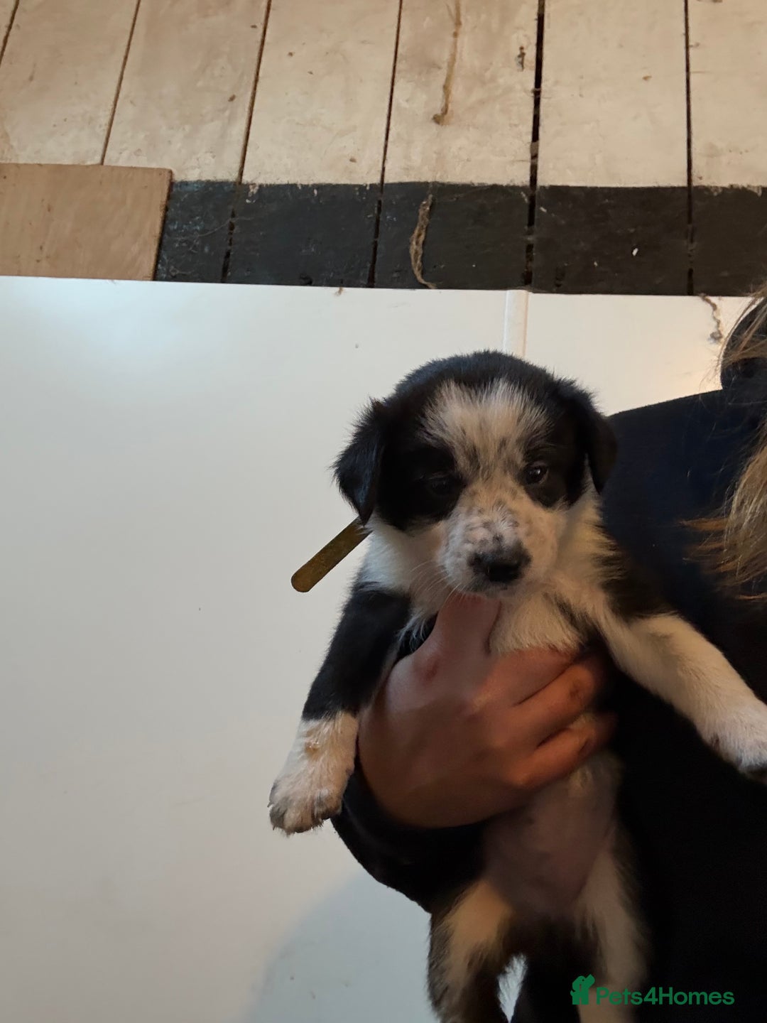 Border Collie dogs for sale: Border collie puppies  - Image 14