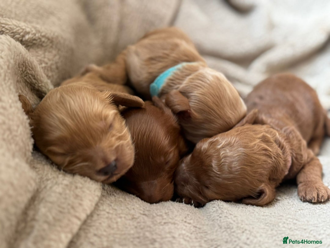 Cockapoo dogs for sale: 2 weeks old cockapoos  - Image 23