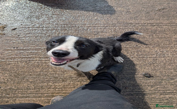 Border Collie dogs - Advert 3