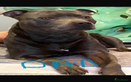 Staffordshire Bull Terrier dogs for sale: 9 Beautiful blue staff puppy’s !  - Image 13