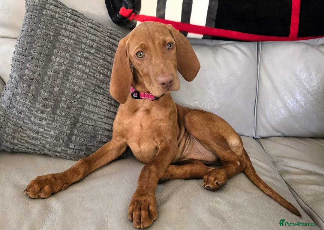 Hungarian Vizsla dogs for sale: Hungarian Vizsla Puppies - Image 5