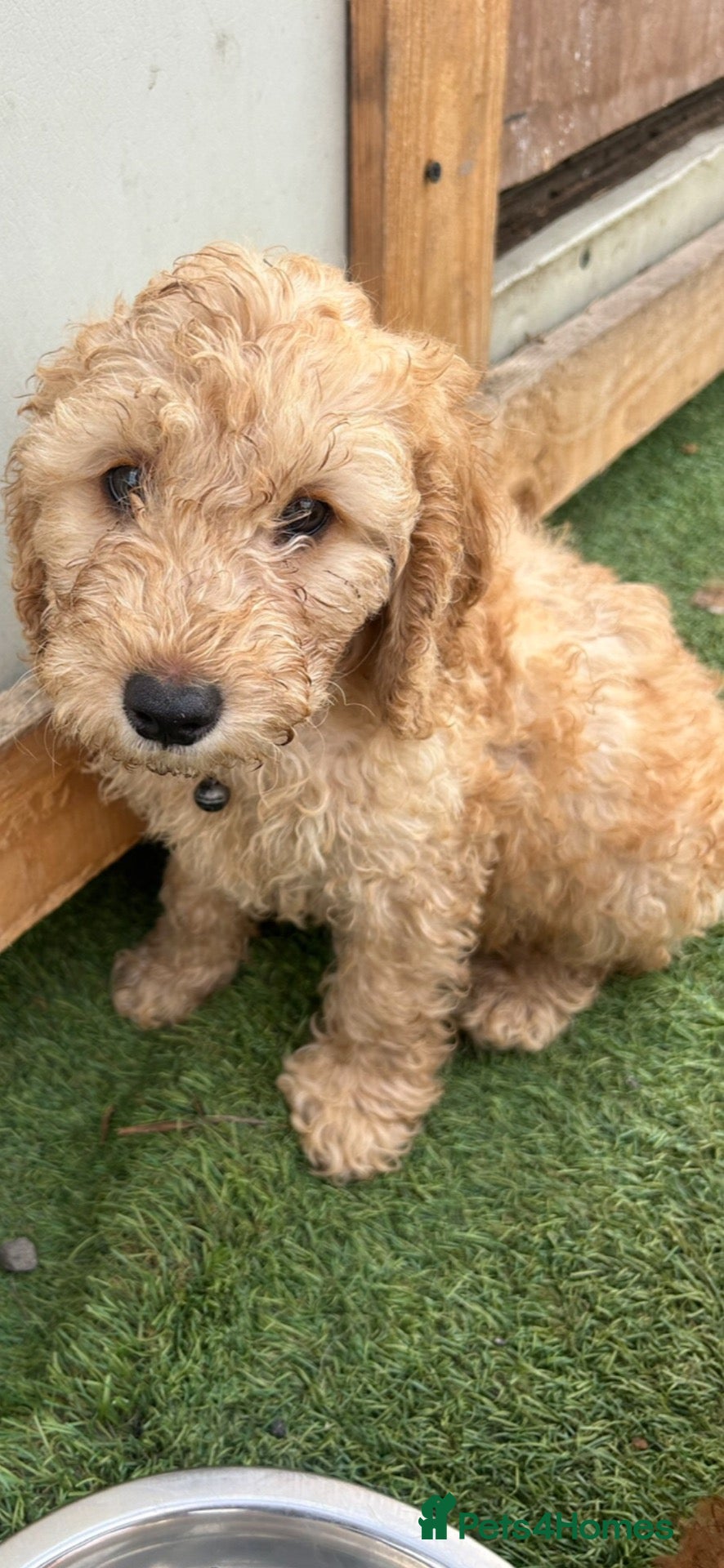 Cockapoo dogs only 2 left beautiful cockapoo - Advert 18