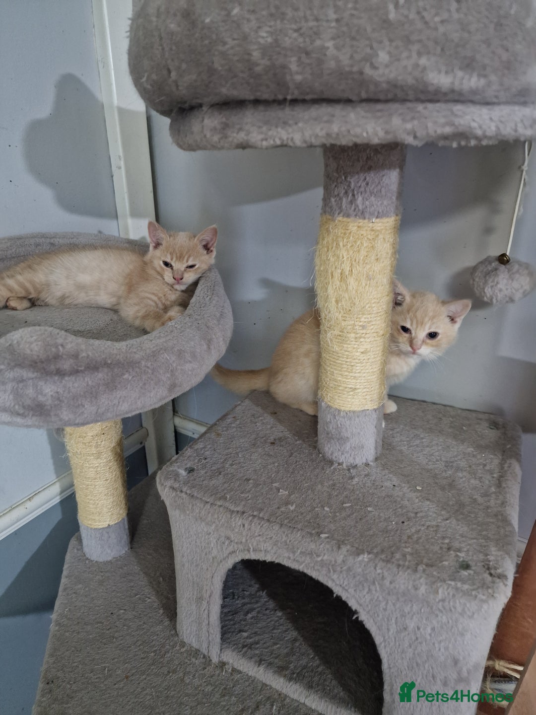 British Shorthair cats for sale: Pure British shirthair ready for new parents - Image 8